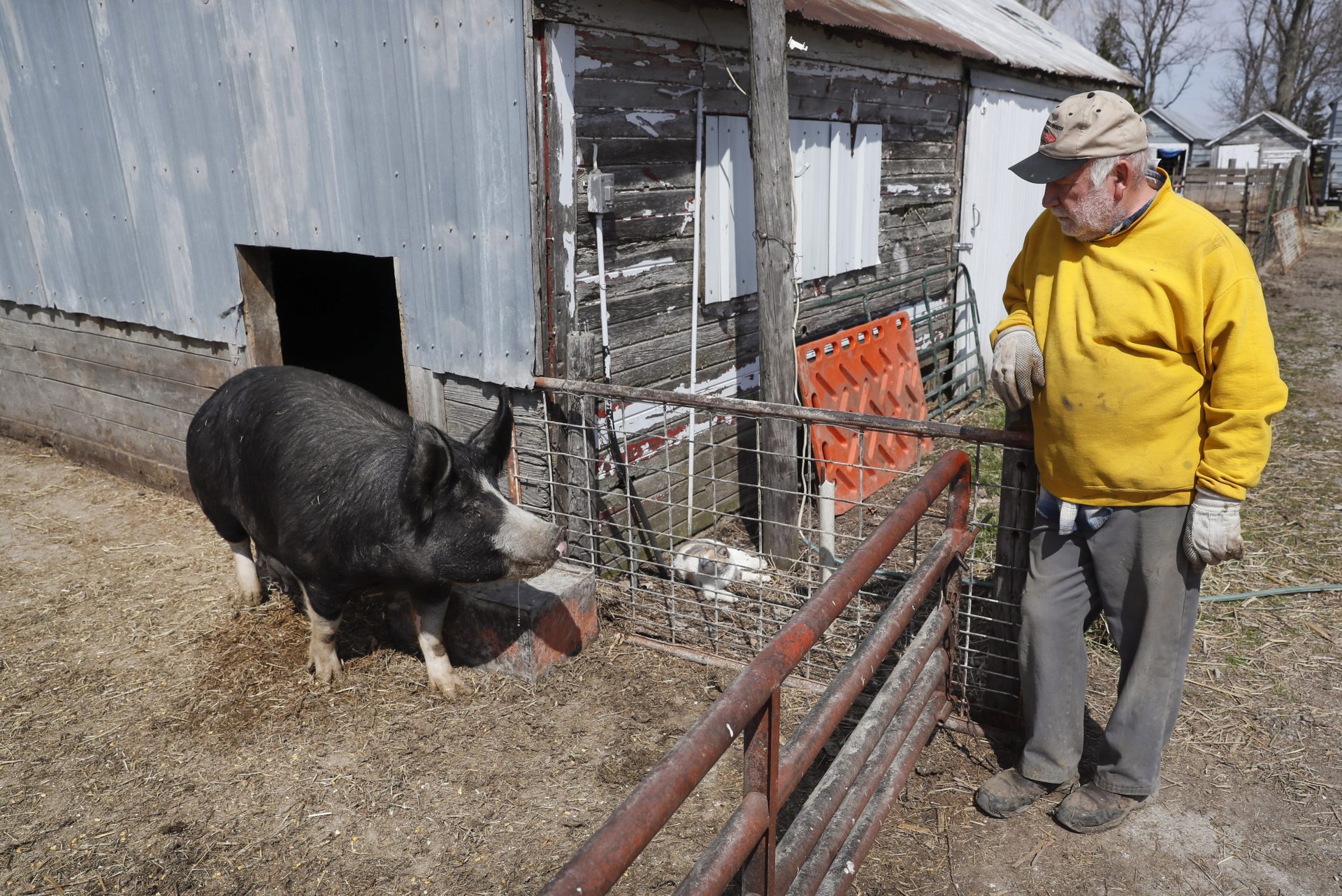 In this Friday, April 17, 2020, photo, Chris Petersen looks at a Berkshire hog in a pen on his farm near Clear Lake, Iowa. COVID-19, the disease caused by the coronavirus, has created problems for all meat producers, but pork farmers have been hit especially hard.