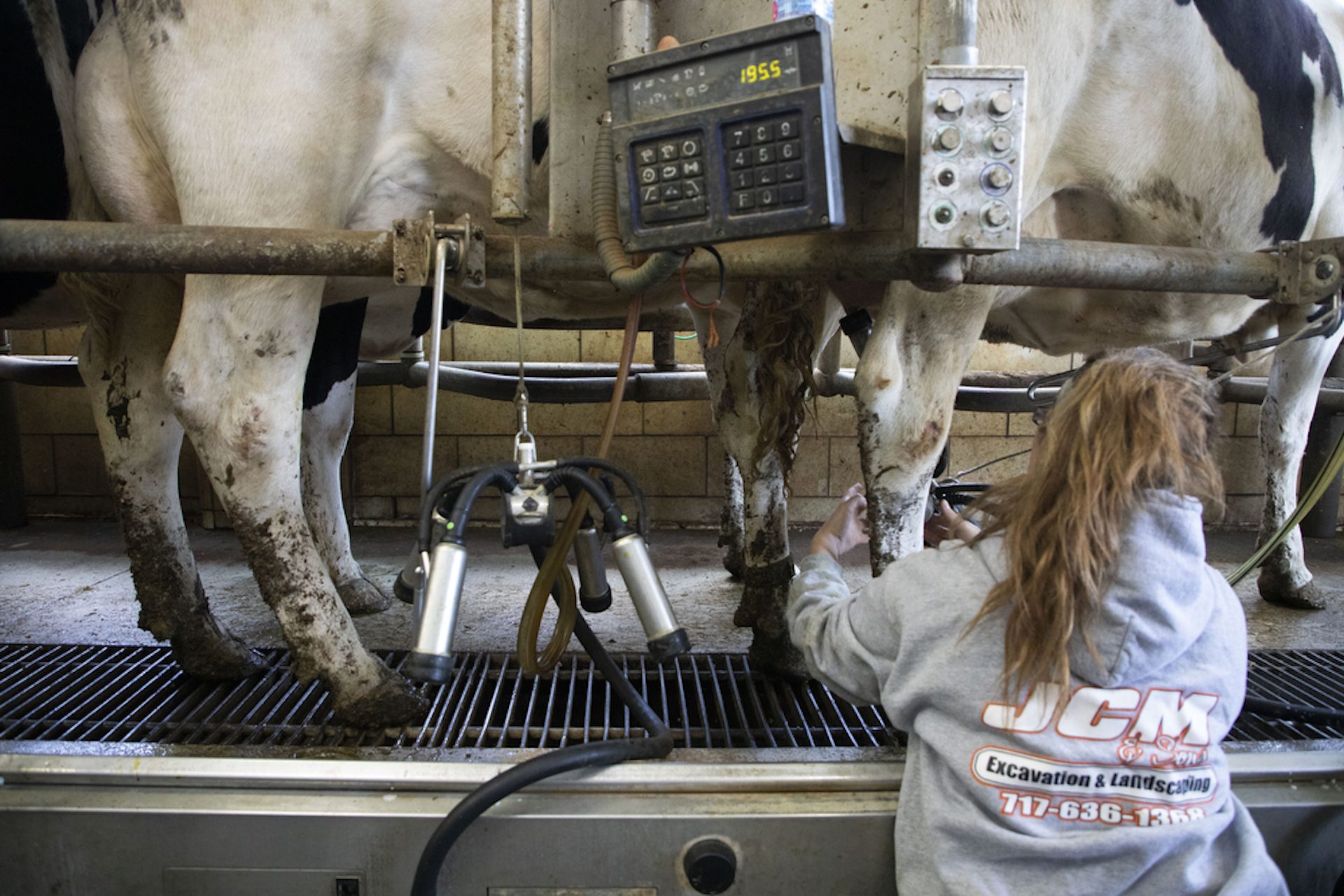 High School student Sumemr Bloom attaches milking machines to Holstein cows at Marrimart Farms near Loysville, Pa., Apr. 11, 2020.
