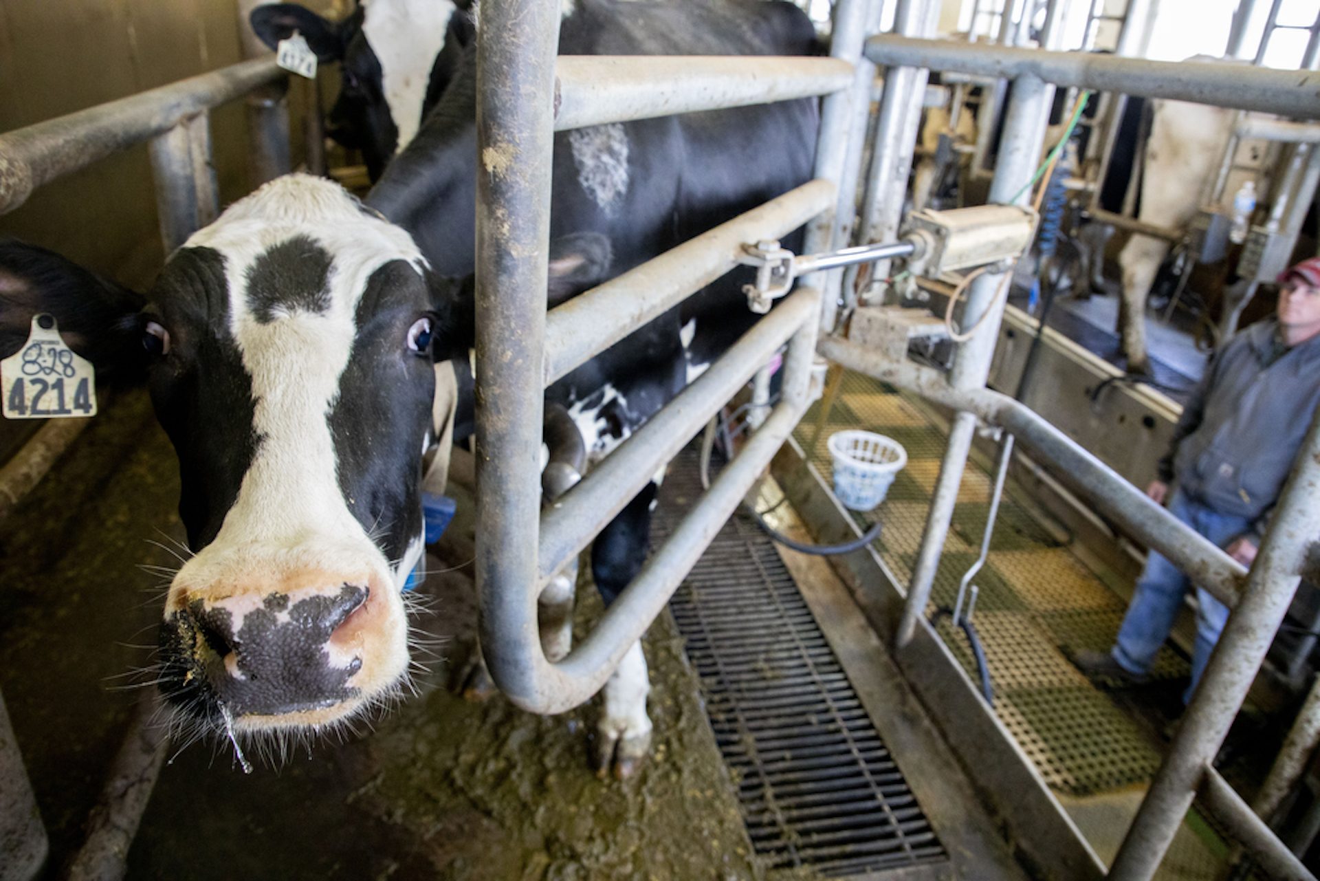 Marrimart Farms, owned by Donny Bartch, has 260 Holstein cows that are milked three times a day on the Loysville, Pa., farm, Apr. 11, 2020.