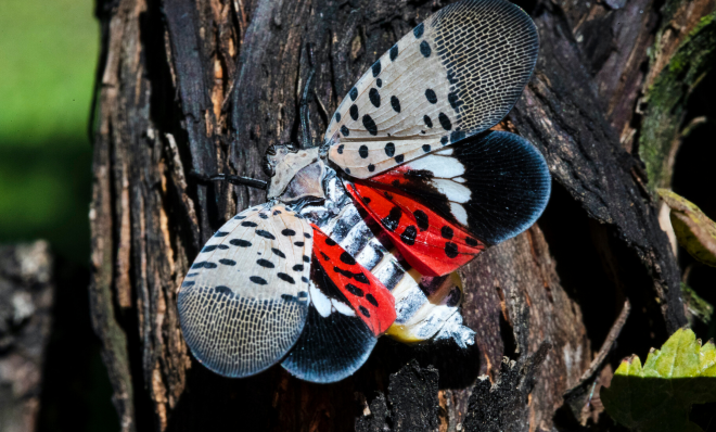 This Sept. 19, 2019, file photo, shows a spotted lanternfly at a vineyard in Kutztown, Pa. (Matt Rourke/AP Photo)