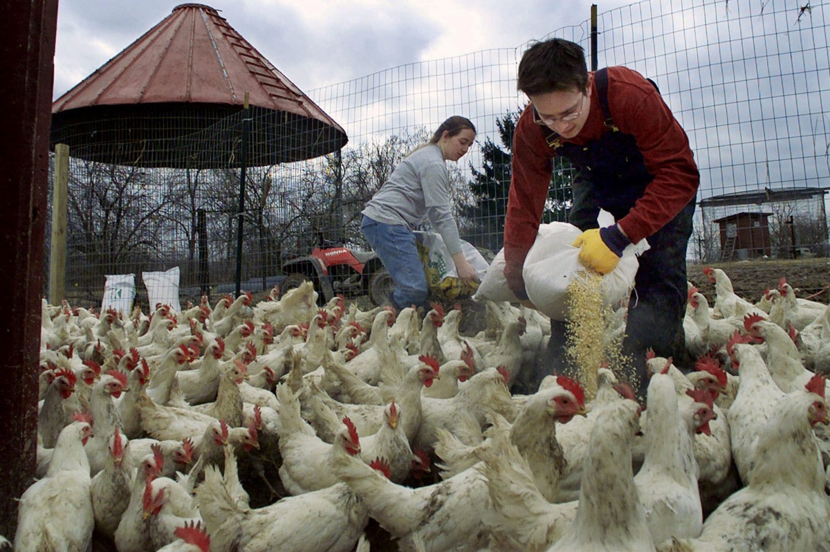 Cayce Mell, left, and Jason Tracy spread feed amid their flock of chickens saved from the tornado-devastated Buckeye Egg megafarm in Croton, Ohio, in September 2000, at their Ooh-Mah-Nee Farm animal sanctuary in Hunker, Pa., on Monday, Feb. 5, 2001.  