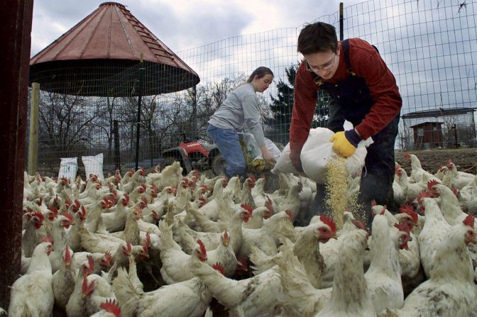 Cayce Mell, left, and Jason Tracy spread feed amid their flock of chickens saved from the tornado-devastated Buckeye Egg megafarm in Croton, Ohio, in September 2000, at their Ooh-Mah-Nee Farm animal sanctuary in Hunker, Pa., on Monday, Feb. 5, 2001. Having already found adoptive homes in sanctuaries and with individuals across the country for about 2,200 of the 3,200 chickens kept at Ooh-Mah-Nee, the couple is working with others to place the remaining 1,000. Mell says that for those considering adoption, "it should be about what kind of life they can give these animals, because they deserve retirement."