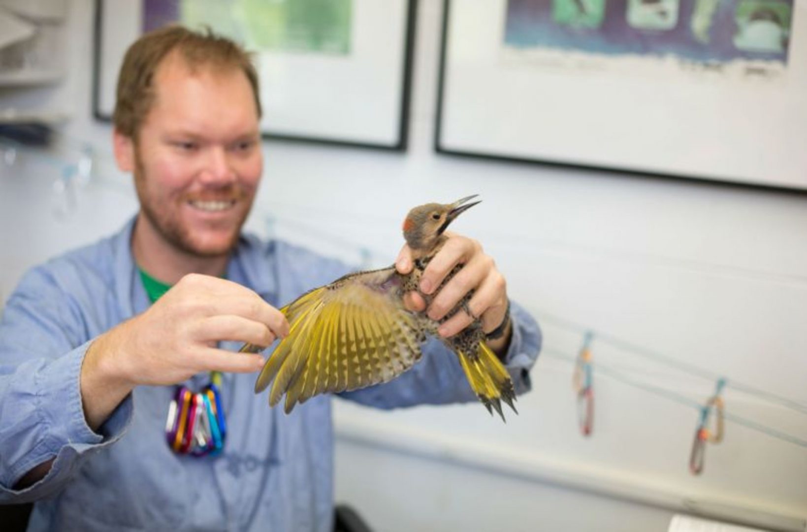 Luke DeGroote holds a Northern Flicker in 2017. Bird banding is currently on hold during the shutdown. 