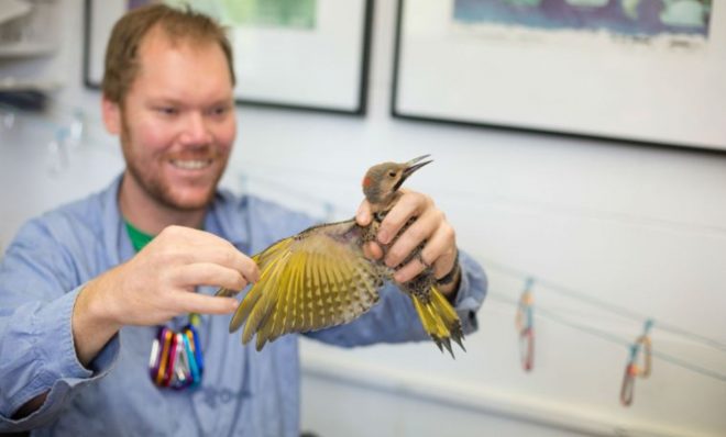 Luke DeGroote holds a Northern Flicker in 2017. Bird banding is currently on hold during the shutdown. 