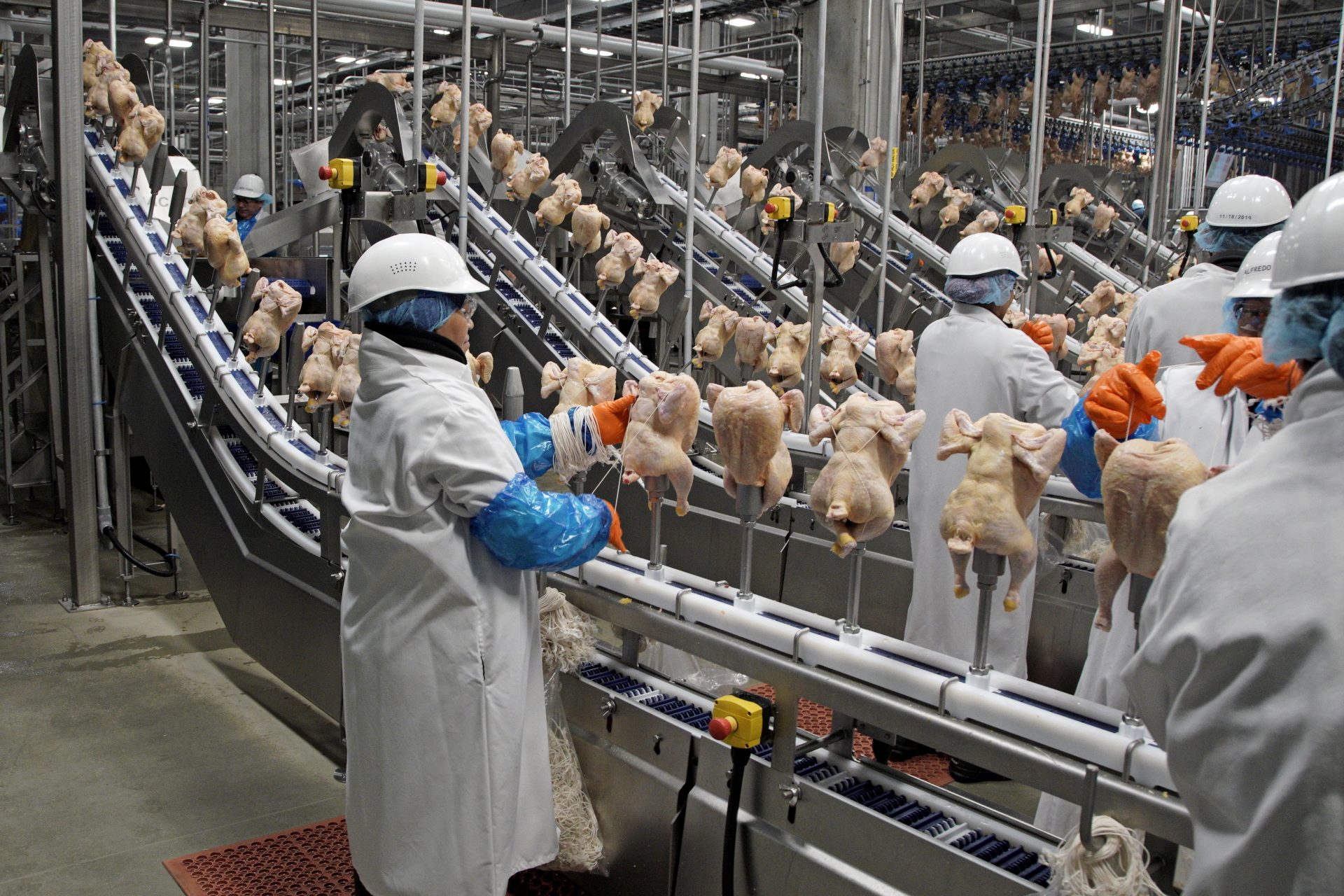 Workers process chickens at the Lincoln Premium Poultry plant, Costco Wholesale's dedicated poultry supplier, in Fremont, Neb., Thursday, Dec. 12, 2019.