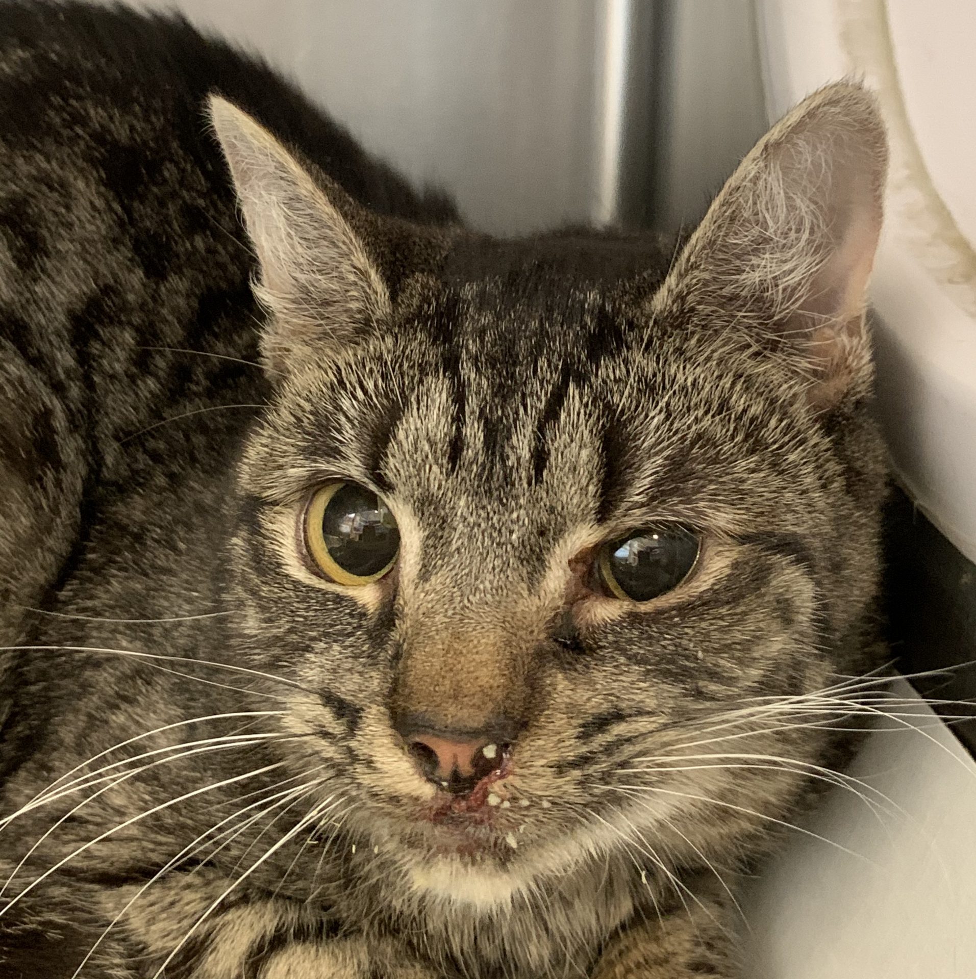 The shelter hopes the public will aid its mission to find forever homes for the cats, “who deserve to know what a healthy, loving home is like.”