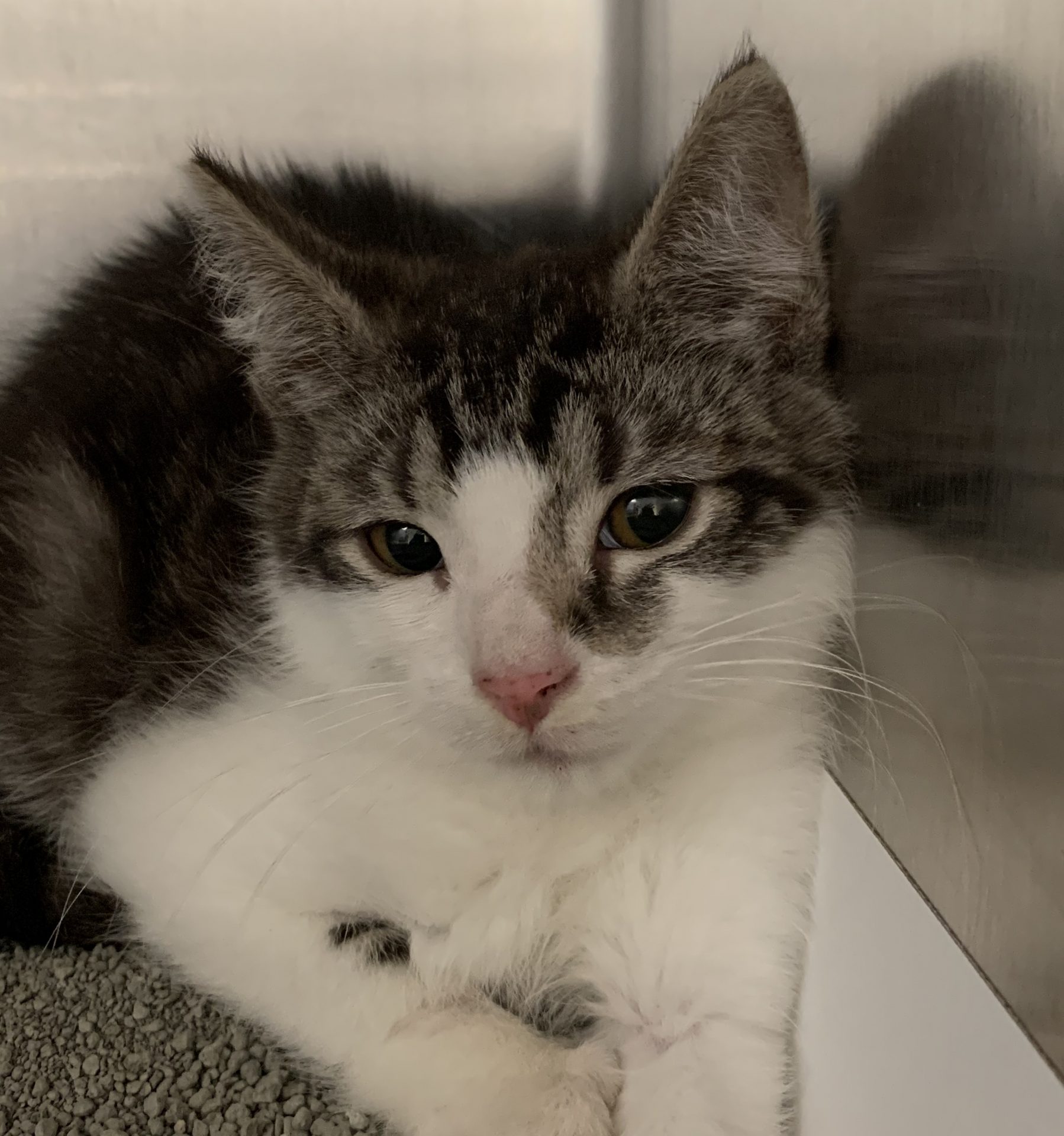 Shelter officials say cat adoptions have been more challenging in the coronavirus era, with meets taking place digitally over Zoom.