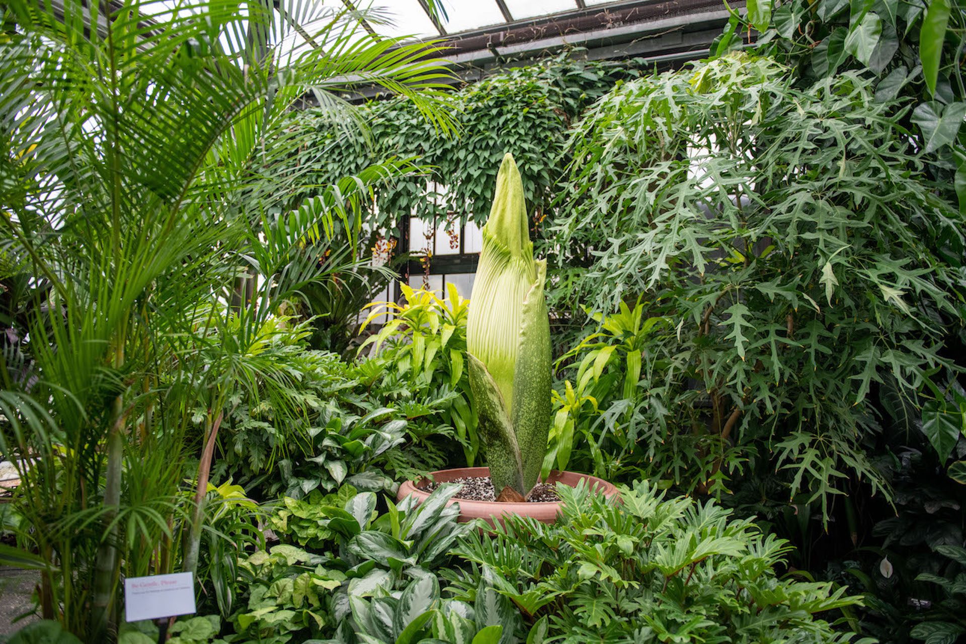 “Well hello there. I’m Sprout,” Longwood Gardens announced on Twitter. “I’m a #TitanArum. And I’m about to make a BIG STINK!”