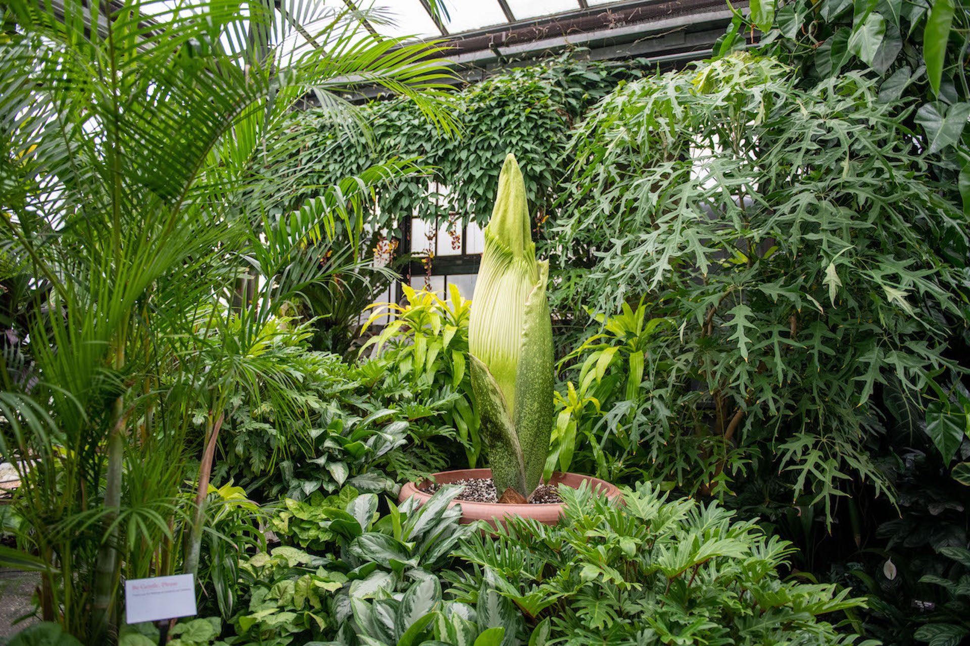 ‘Sprout stinks’ Rare, giant corpse flower set to bloom at