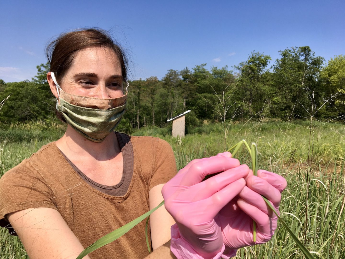 Penn State doctoral student Stephanie Herbstritt shows the hairy ligule in switchgrass that's growing on a Penn State research plot in Centre County.