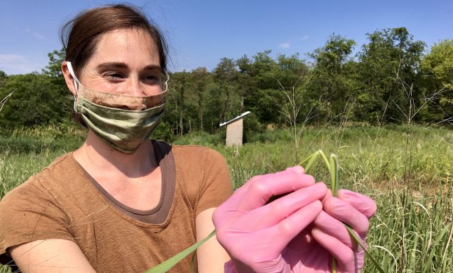 Penn State doctoral student Stephanie Herbstritt shows the hairy ligule in switchgrass that's growing on a Penn State research plot in Centre County.
