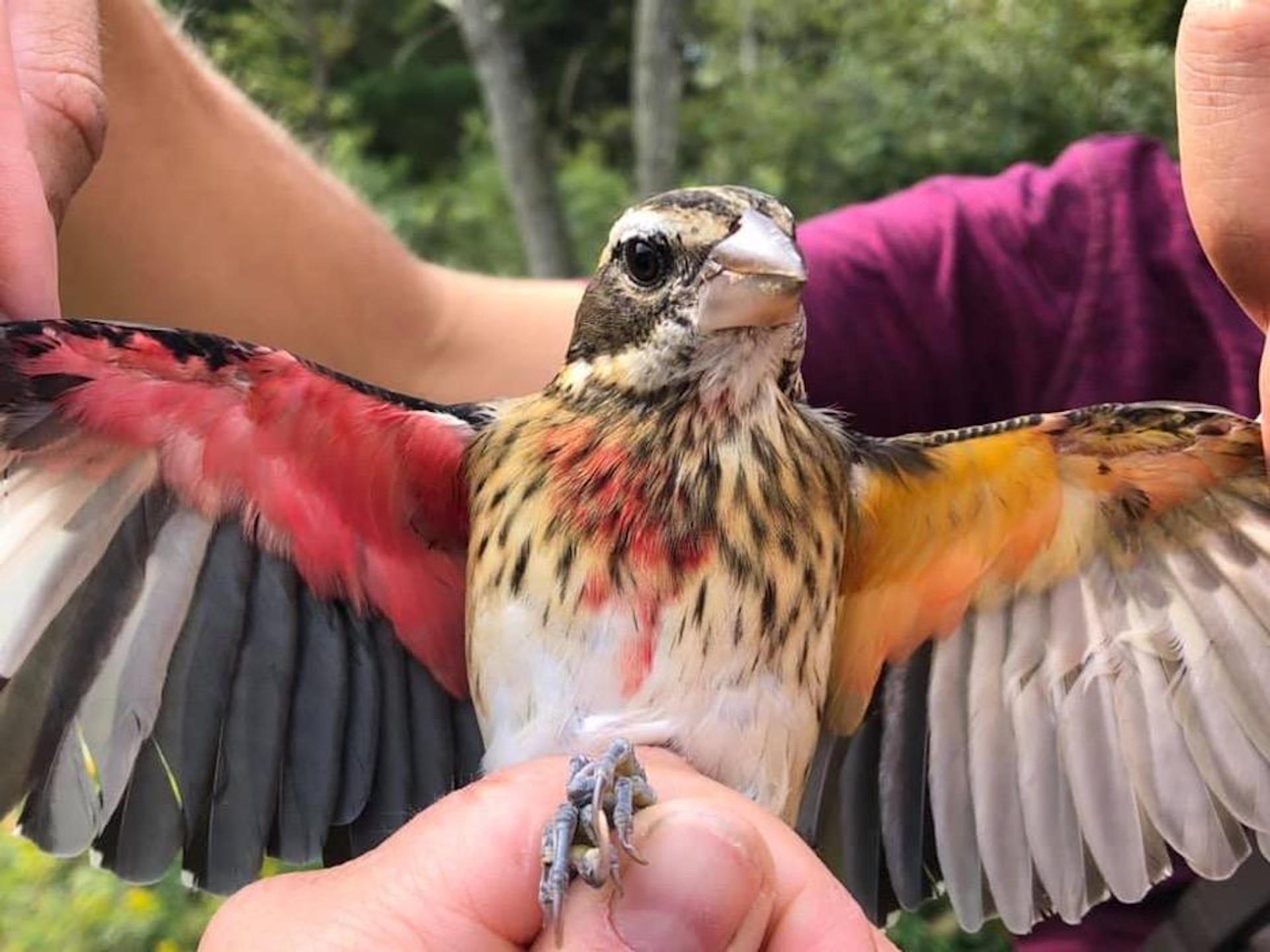 This Rose-breasted Grosbeak gynandromorph bird possesses both male and female physical traits, including different colored wing pits. Male Grosbeak have reddish pits, while females have yellow.