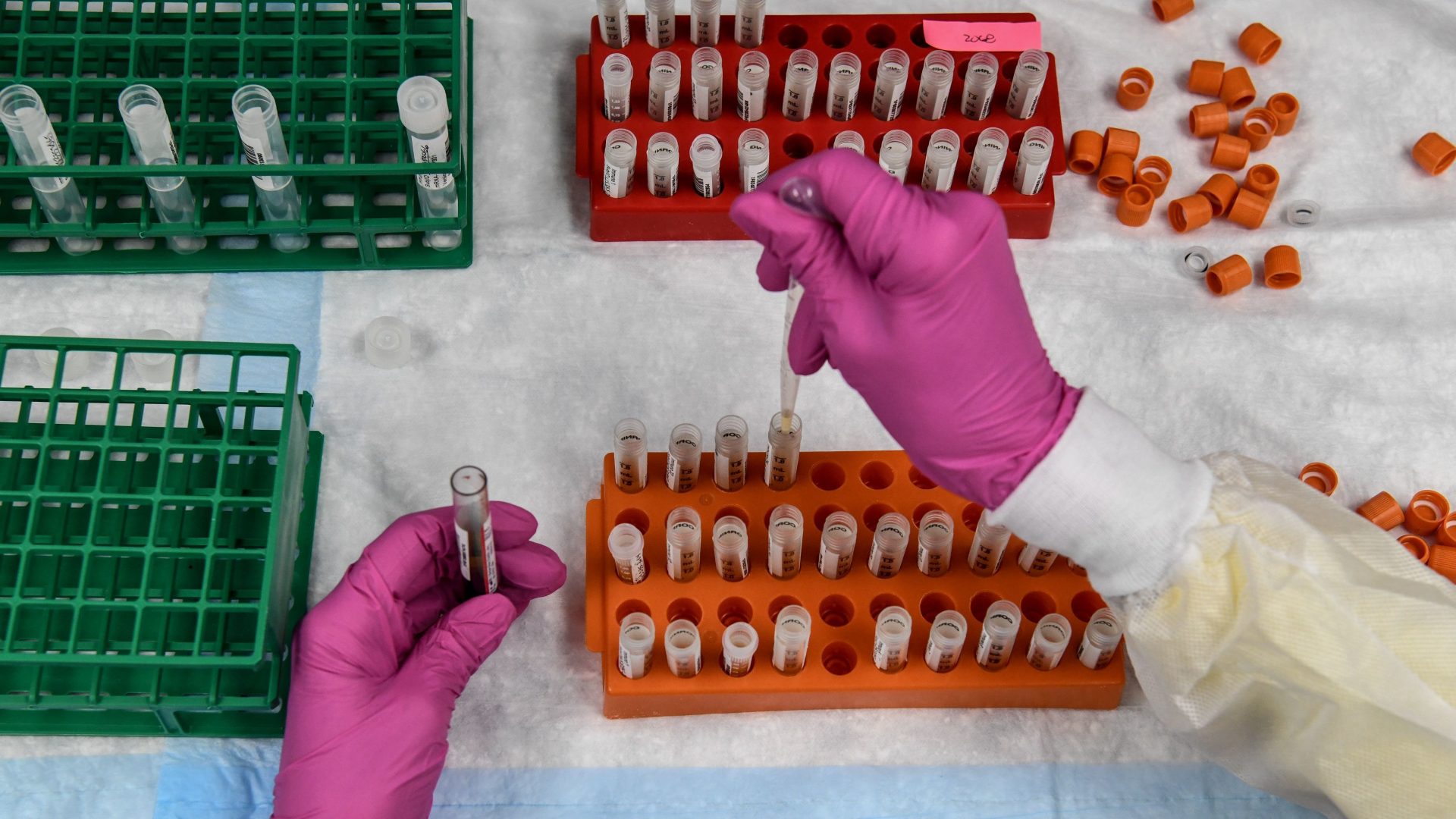 A lab technician sorts blood samples for a COVID-19 vaccination study at the Research Centers of America in Hollywood, Fla., on Aug. 13, 2020.