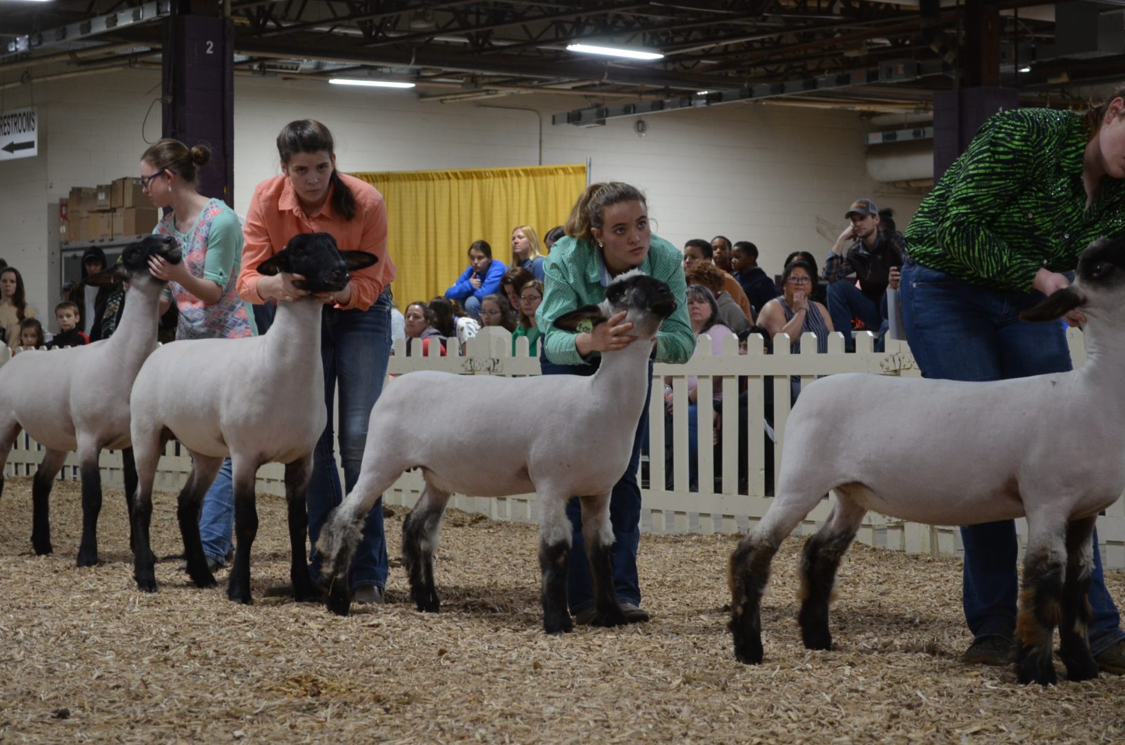 Youth competing in the breeding sheep division of the Supreme Champion Breeding Showmanship Competition.