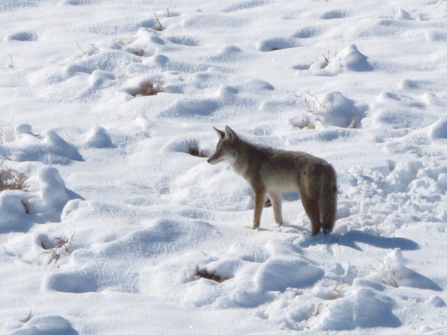 FILE PHOTO: A coyote makes its way through the snow Tuesday, Nov. 10, 2015.