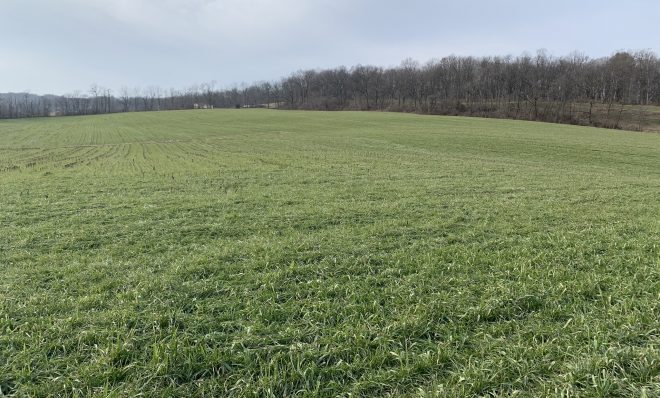 Dave McLaughlin's farm fields, seen here on January 13, 2021, are almost always green because of his use of cover crops. 