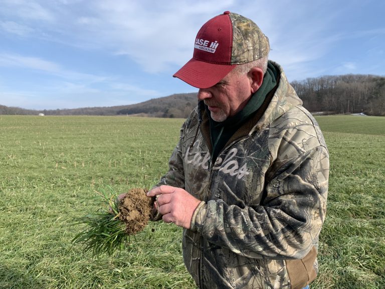 Dave McLaughlin's farm fields, seen here on January 13, 2021, are almost always green because of his use of cover crops. 