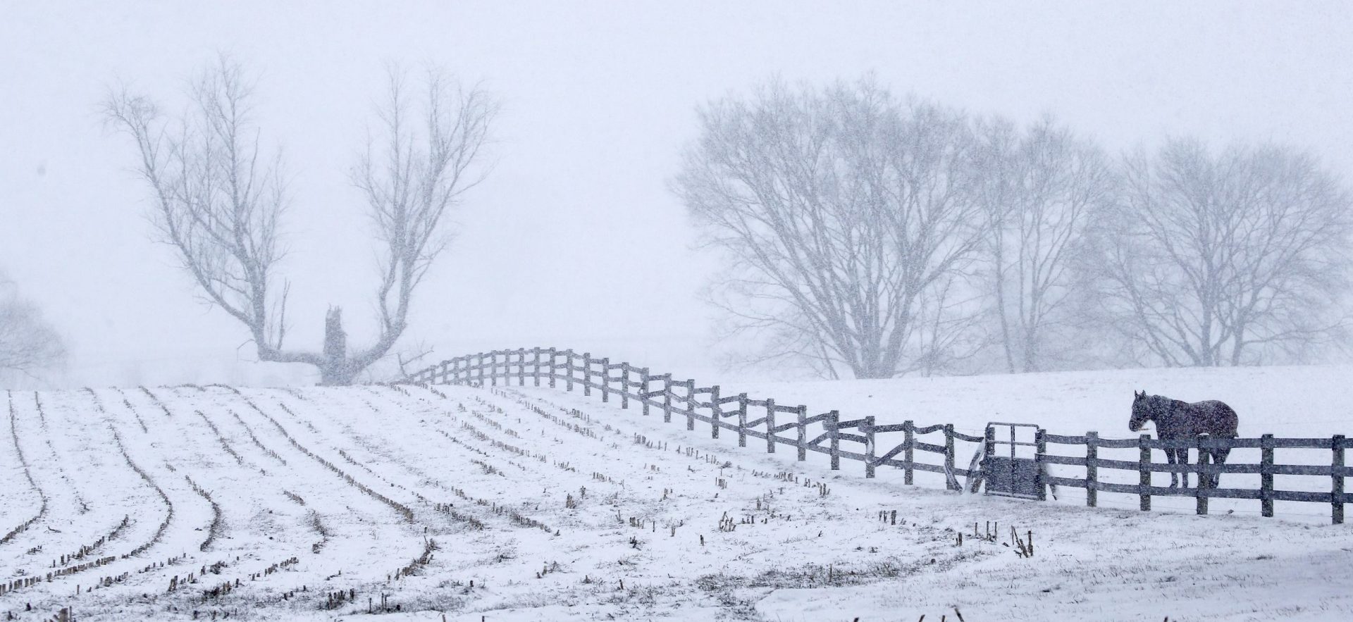 A lone horse stands near a fence row on a Lancaster County, Pennsylvania farm Sunday, January 31, 2021 as the Northeast braces for a whopper of a storm that could dump well over a foot of snow in many areas and create blizzard-like conditions.