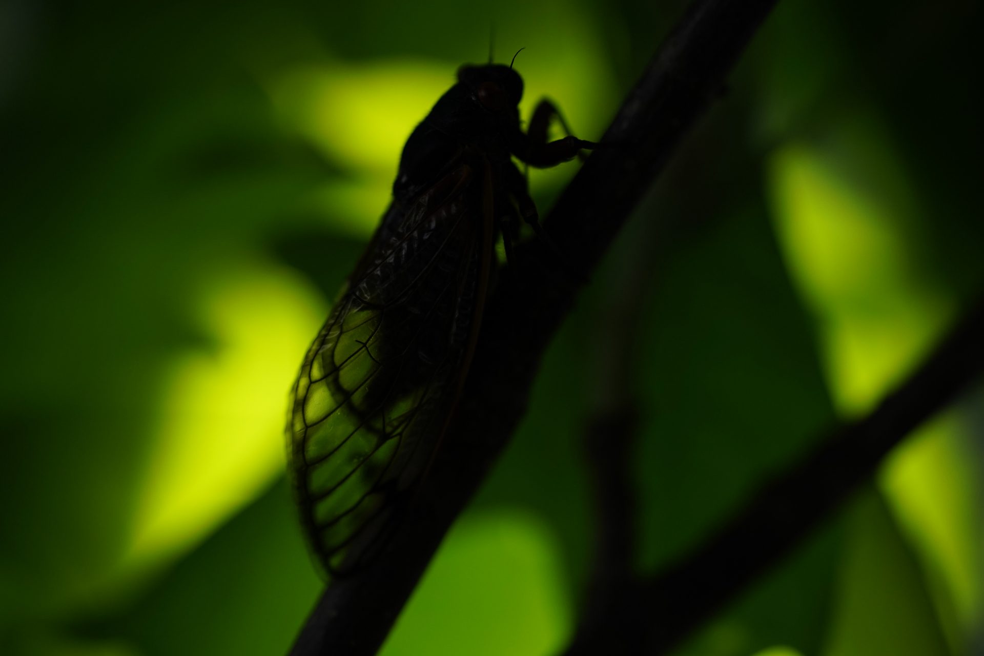 An adult cicada is seen, in Washington, Thursday, May 6, 2021. The cicadas of Brood X, trillions of red-eyed bugs singing loud sci-fi sounding songs, can seem downright creepy. Especially since they come out from underground only ever 17 years.