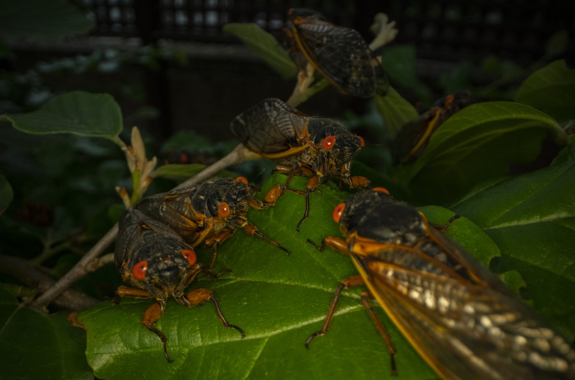 Adult Brood X cicadas gather on a plant, Monday, May 17, 2021, at Woodend Sanctuary and Mansion, in Chevy Chase, Md.
