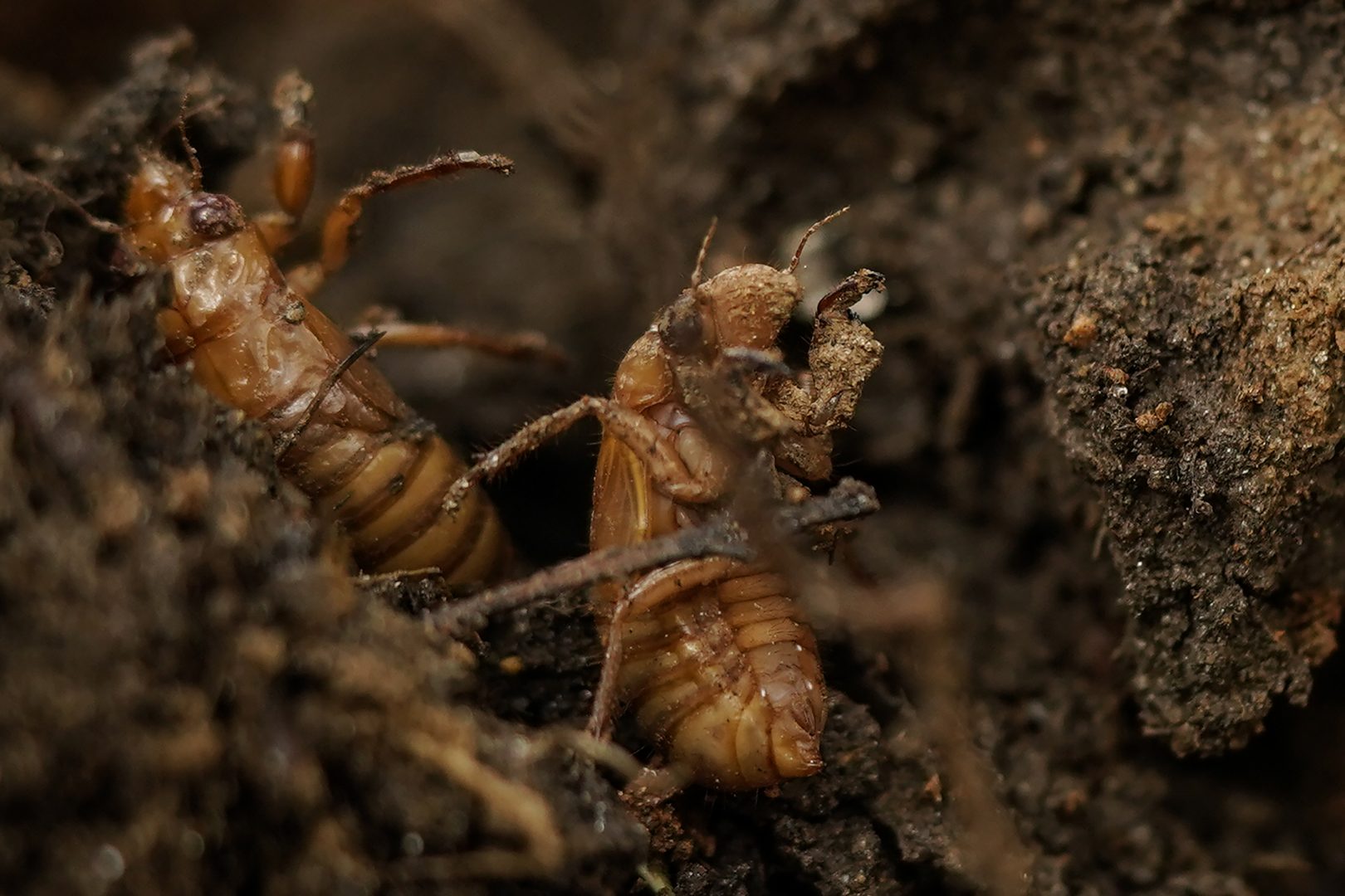 Brood X cicadas are busy and so are the scientists who study them