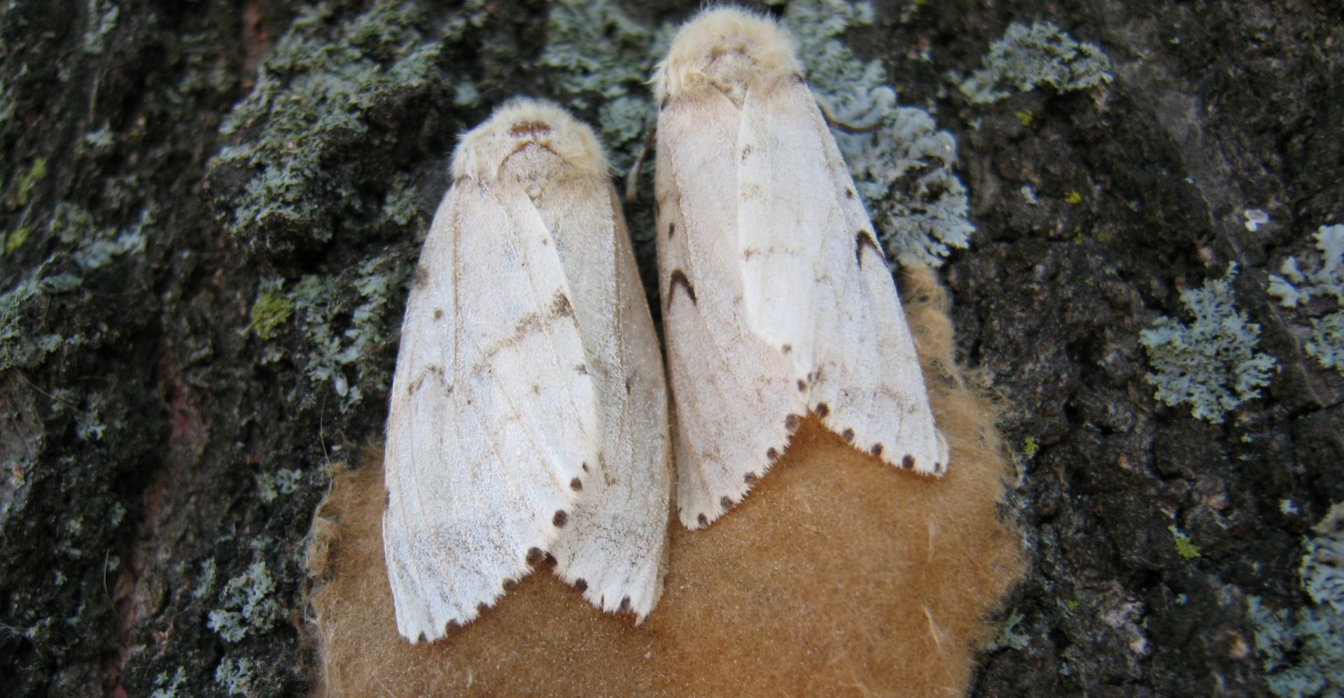 Gypsy moths and their egg masses can be found on trees. The Pennsylvania Department of Conservation and Natural Resources sprayed for the insect in 19 counties in May 2021.