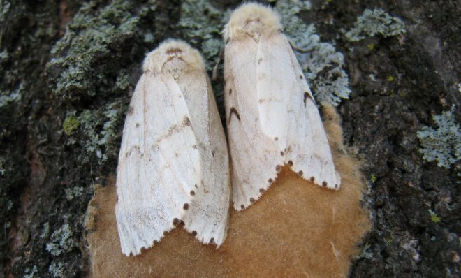 Gypsy moths and their egg masses can be found on trees. The Pennsylvania Department of Conservation and Natural Resources sprayed for the insect in 19 counties in May 2021.