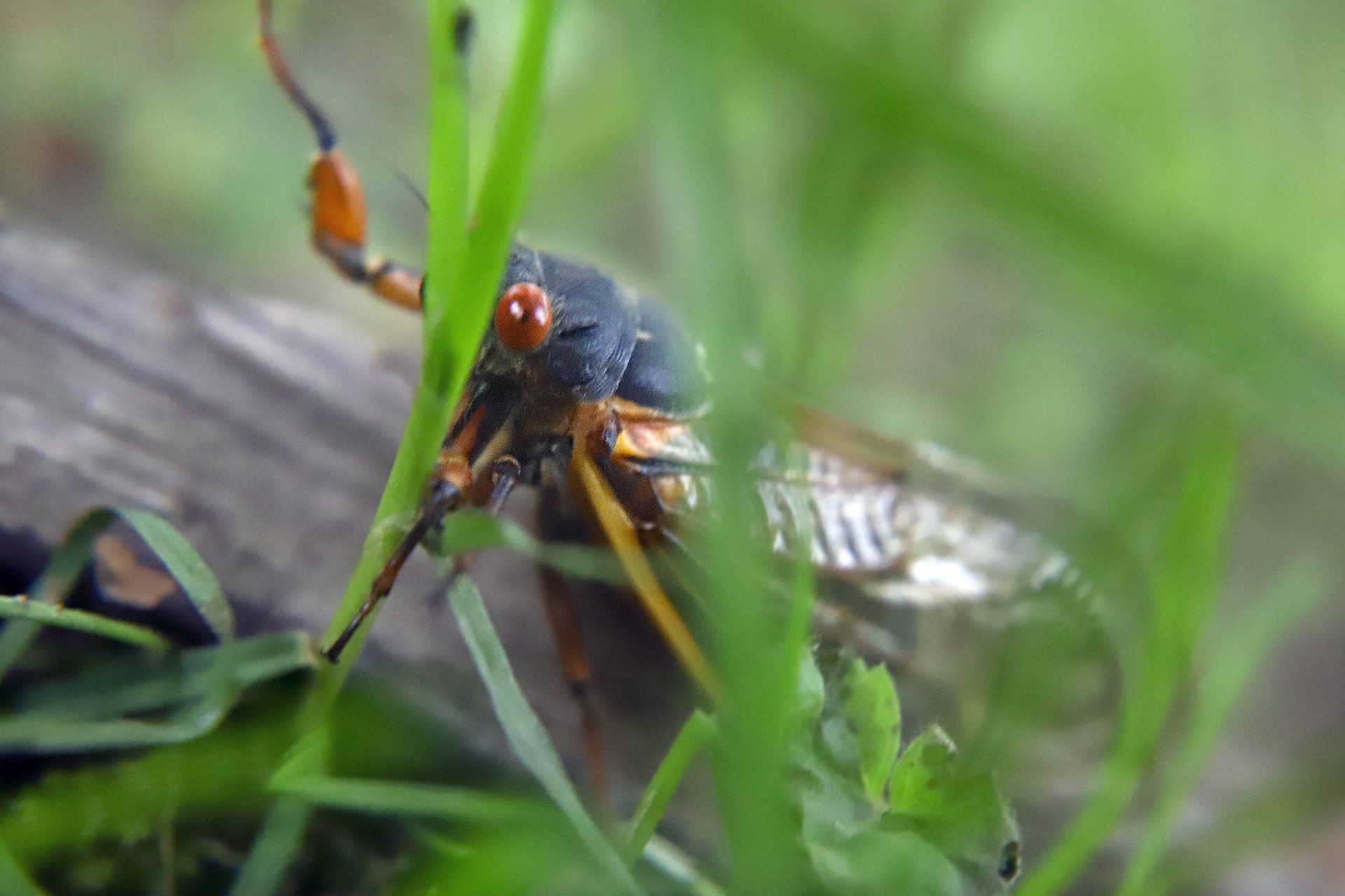 One of the millions of periodical cicadas in the area crawls through grass on Saturday, June 1, 2019 after it emerged from a 17-year hibernation in Zelienople, Pa.