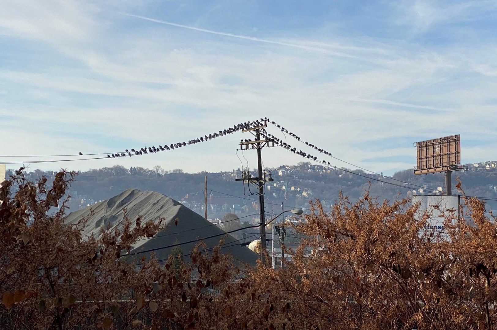 Birds on a telephone wire.