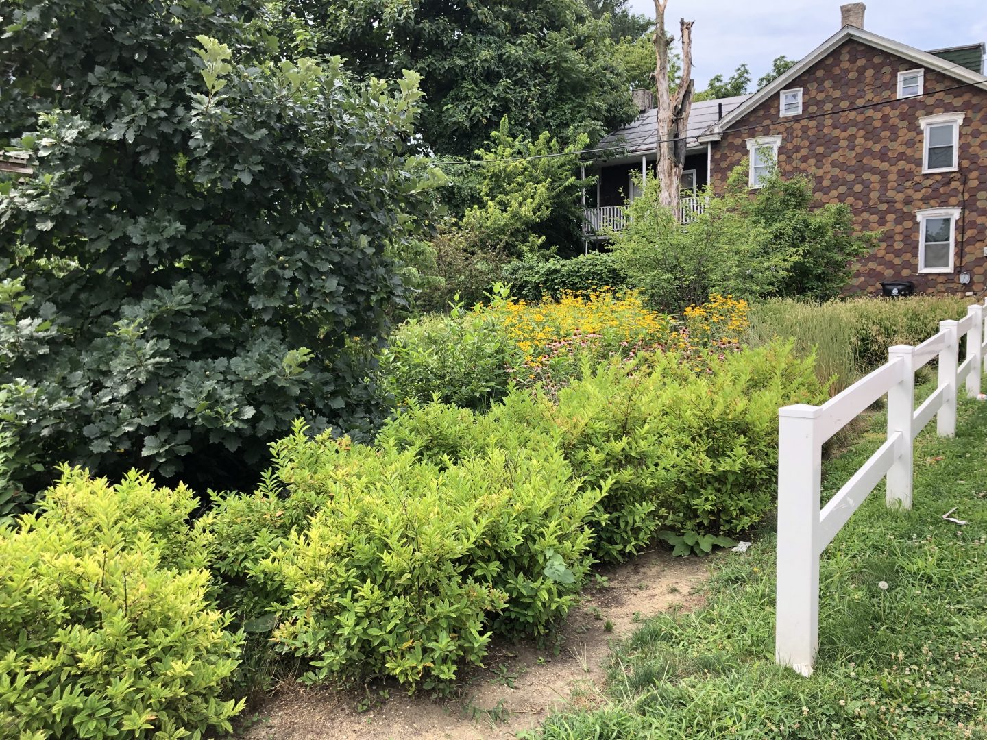 Coneflowers and trees grow in the rain garden on the corner of Bailey and North 13th streets in Summit Terrace. “These were little babies when we were doing this,” said Rafiyqa Muhammad, who helped create the garden. “Everything has grown.”