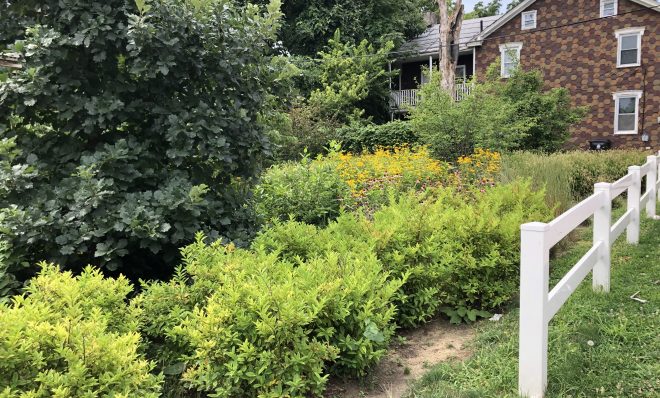 Coneflowers and trees grow in the rain garden on the corner of Bailey and North 13th streets in Summit Terrace. “These were little babies when we were doing this,” said Rafiyqa Muhammad, who helped create the garden. “Everything has grown.”