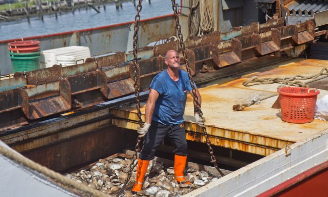 A fisherman attaches large chains to 2000 pound crates of Atlantic surf clams from the Christy at Dockside Packing in Atlantic City, N.J. 