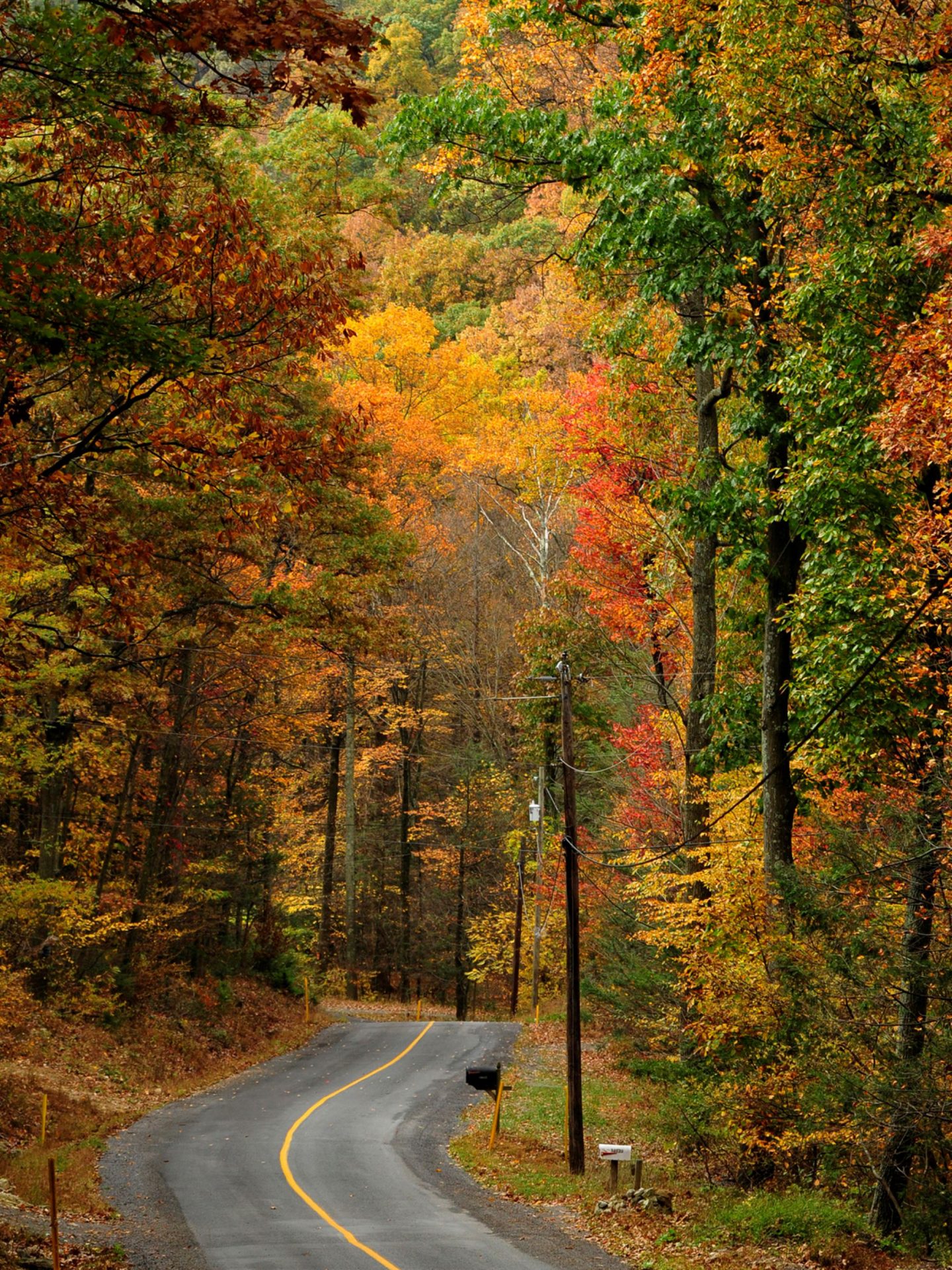 Leaves are showing vibrant colors Tuesday, October 21, 2014 along Gilbert Road, Fort McCord, Pa., near Buchanan State Forest.
