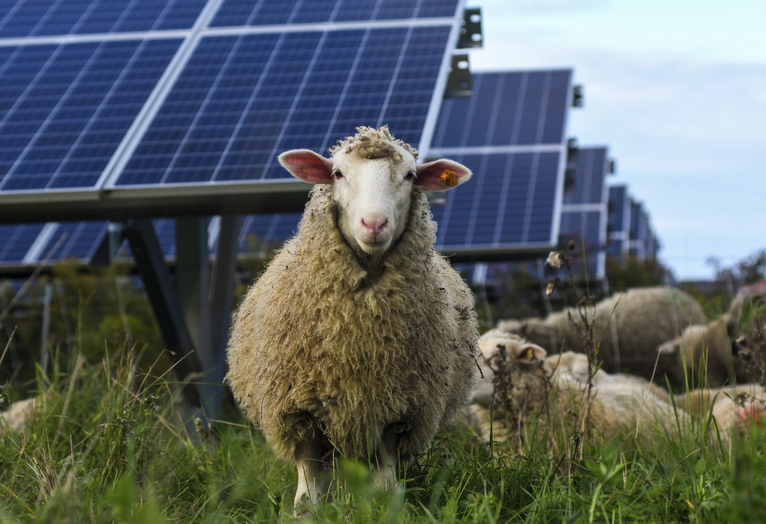 Sheep graze at a solar farm at Cornell University in Ithaca, N.Y., Friday, Sept. 24, 2021. As panels spread across the landscape, the grounds around them can be used for native grasses and flowers that attract pollinators such as bees and butterflies. Some solar farms are being used to graze sheep.