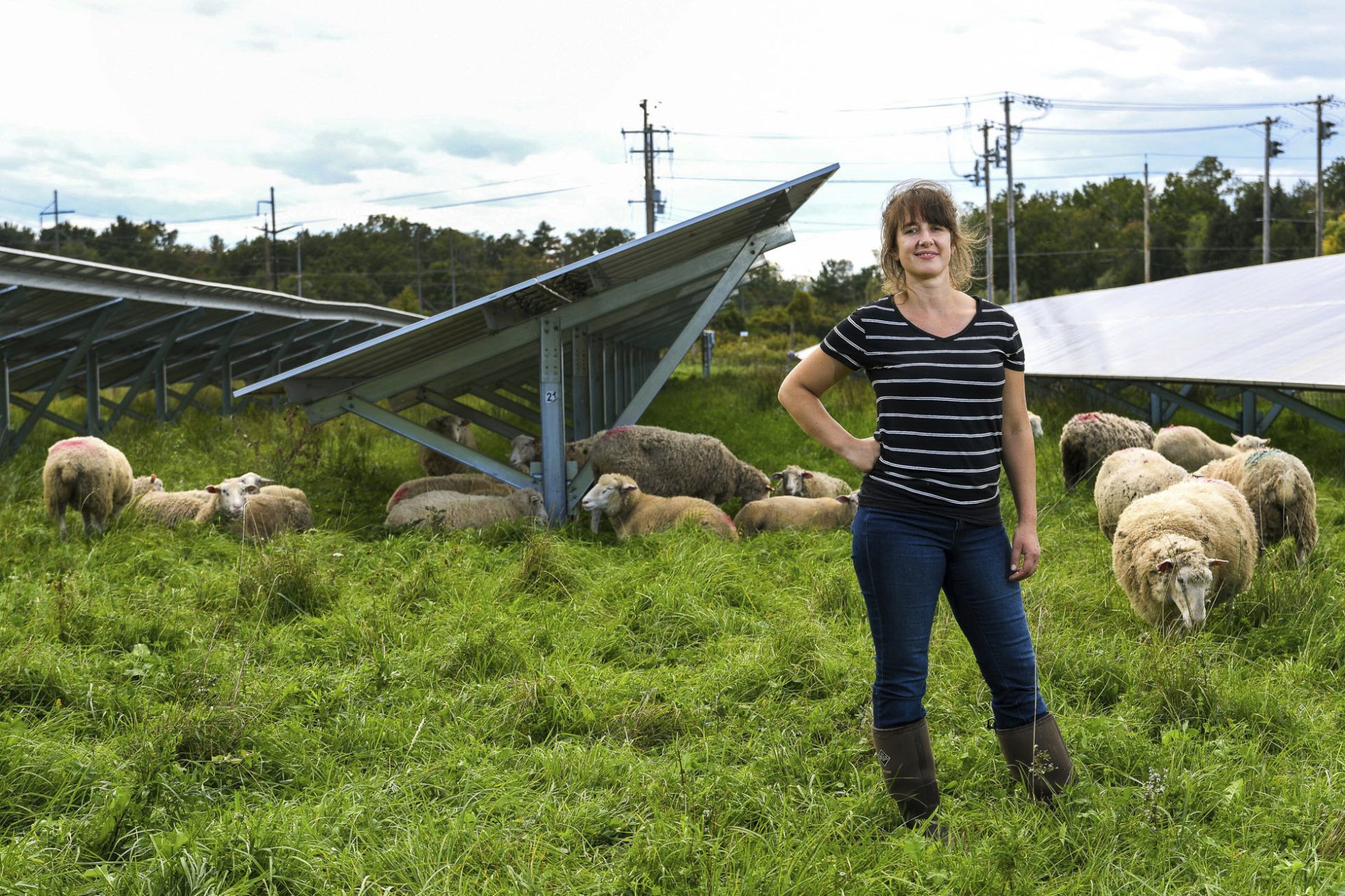 Cornell University researcher Niko Kochendoerfer stands among sheep grazing at a solar farm at Cornell University in Ithaca, N.Y., Friday, Sept. 24, 2021.