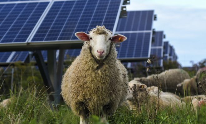 Sheep graze at a solar farm at Cornell University in Ithaca, N.Y., Friday, Sept. 24, 2021. As panels spread across the landscape, the grounds around them can be used for native grasses and flowers that attract pollinators such as bees and butterflies. Some solar farms are being used to graze sheep.