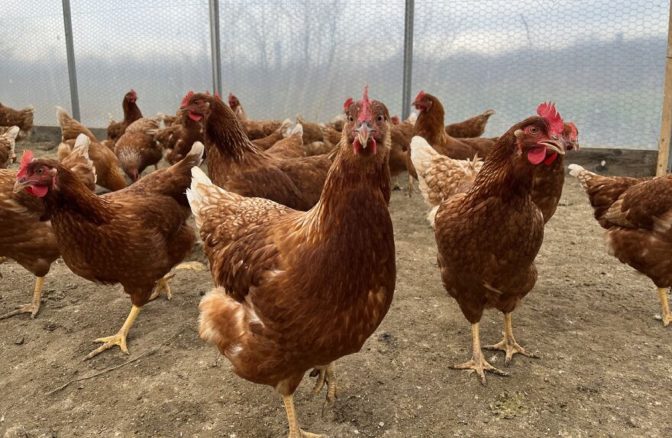 Chickens at Edible Earth Farm in Sandy Lake, Pennsylvania.