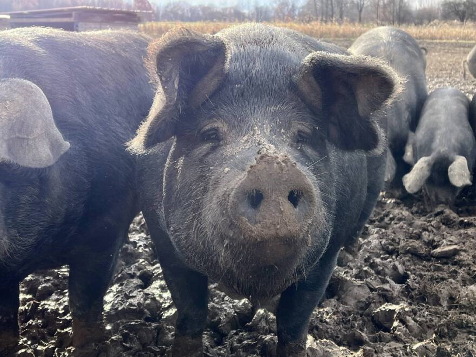 Pigs at Edible Earth Farm.