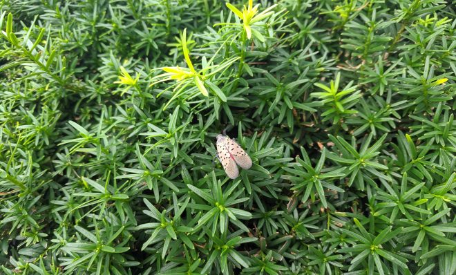 A spotted lanternfly is seen in a bush in Dauphin County on Sept. 7, 2021.