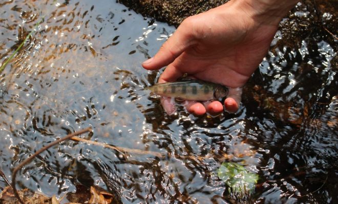 Brook trout in Twomile Run can survive because of the system that treats acid mine drainage from abandoned coal mines nearby.