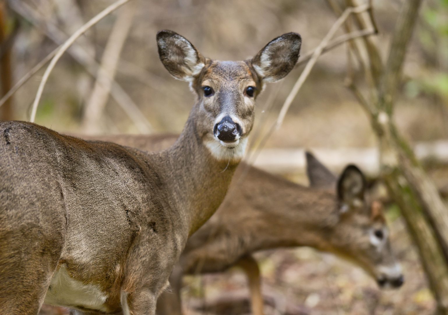 Wyomissing, PA - November 19: Two whitetail deer look for food in the woods in the Wyomissing Parklands Thursday afternoon November 19, 2020. (Photo by Ben Hasty/MediaNews Group/Reading Eagle via Getty Images)