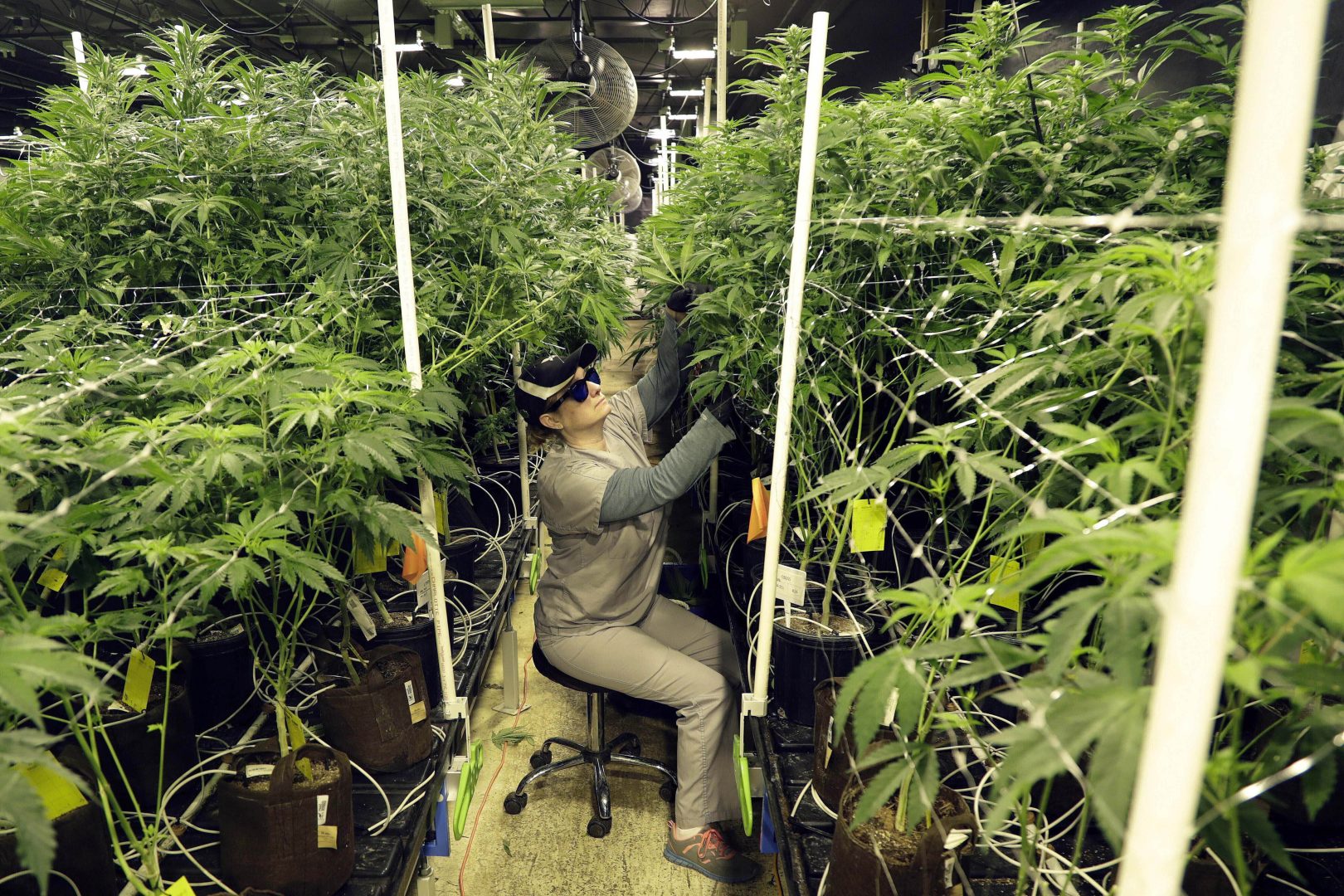 FILE - Heather Randazzo, a grow employee at Compassionate Care Foundation's medical marijuana dispensary, trims leaves off marijuana plants in the company's grow house in Egg Harbor Township, N.J., March 22, 2019. Recreational marijuana sales in New Jersey for those 21 and older will begin April 21, 2022, Democratic Gov. Phil Murphy said Thursday, April 14. 