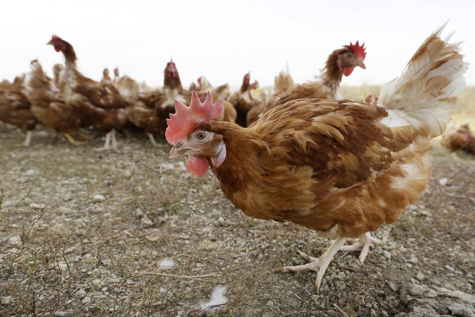  In this Oct. 21, 2015, file photo, cage-free chickens walk in a fenced pasture at an organic farm near Waukon, Iowa.