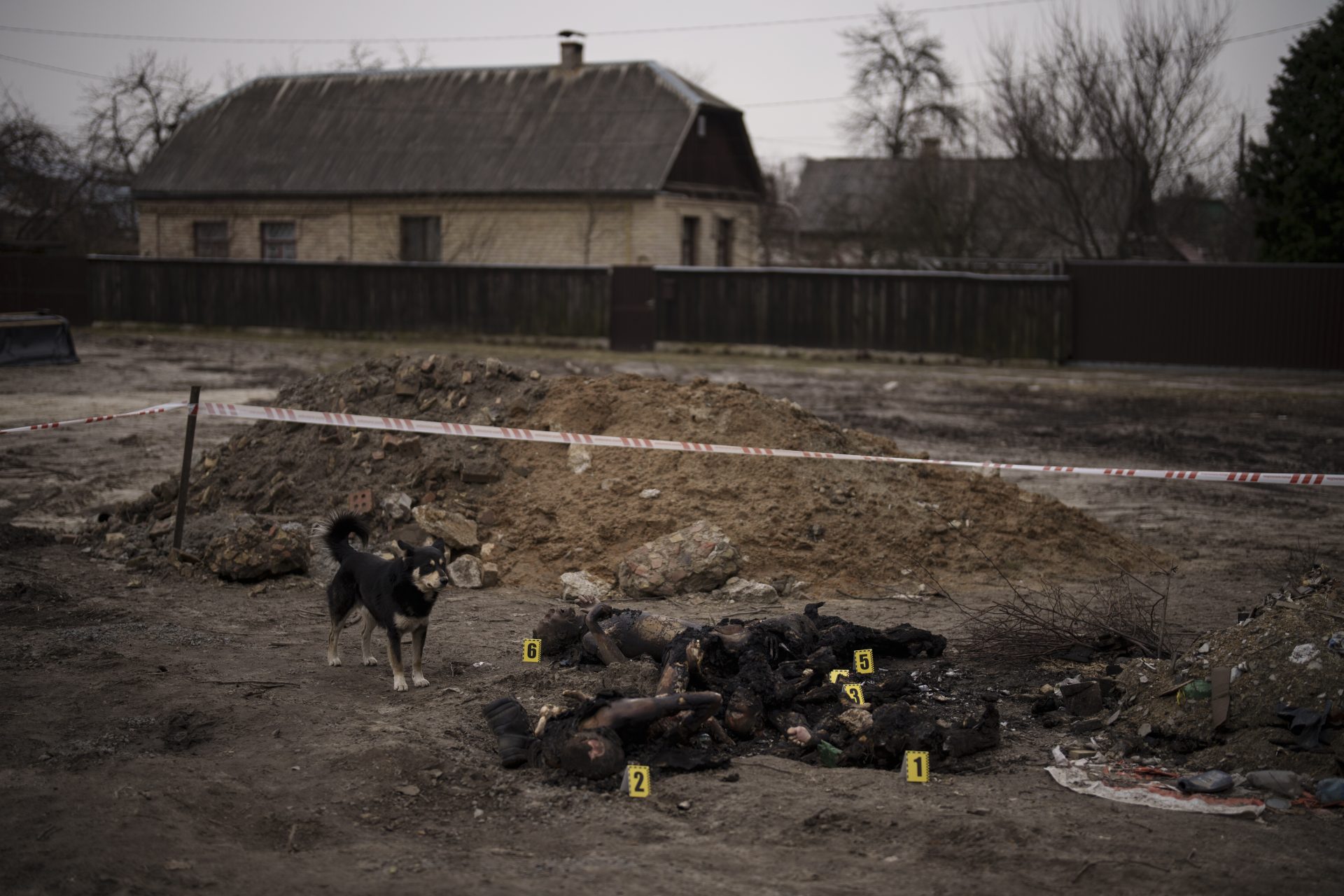 A dog stands next to six unidentified charred bodies lying on the ground at a residential area in Bucha, on the outskirts of Kyiv, Ukraine, Tuesday, April 5, 2022.