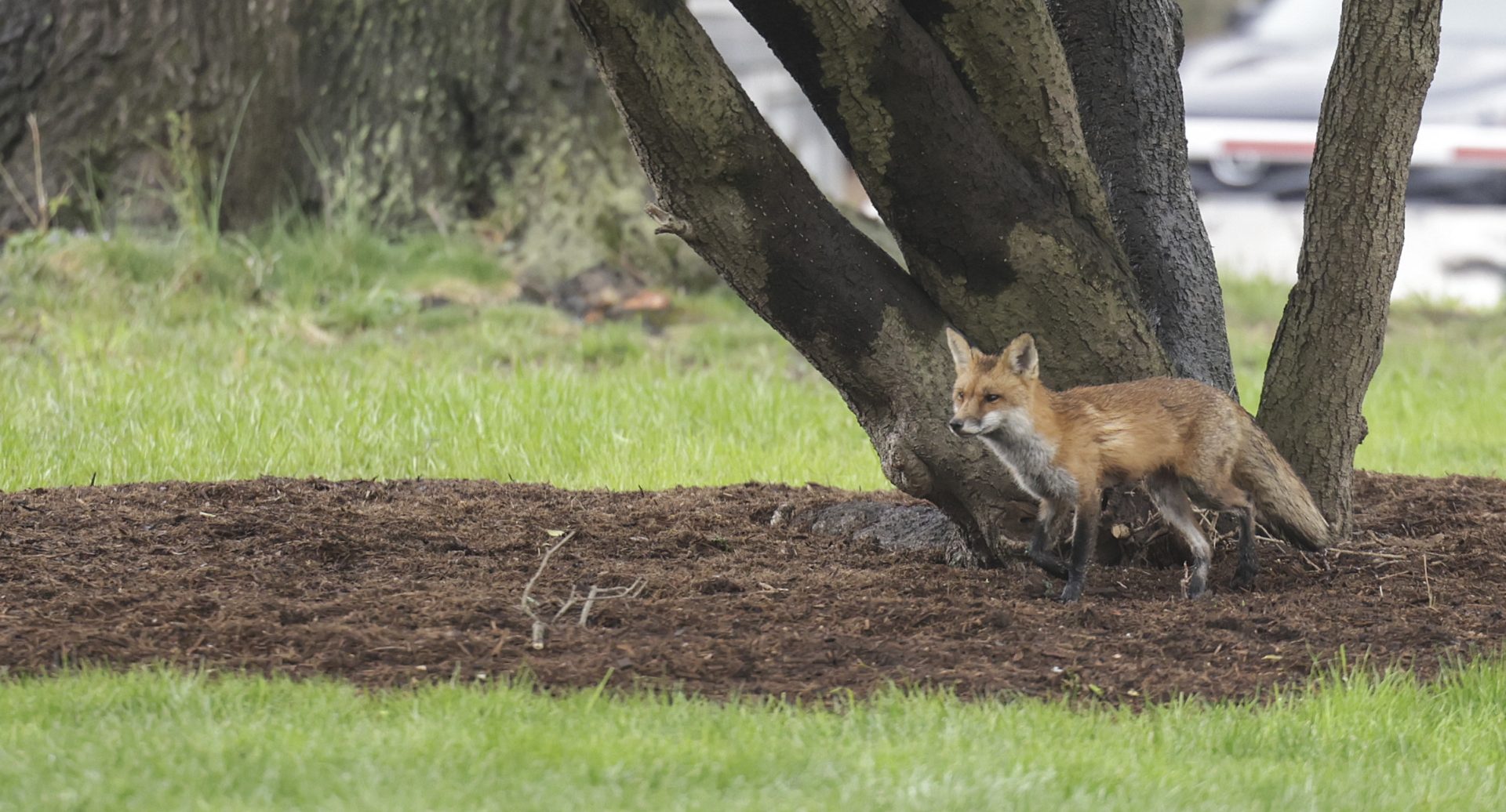 WASHINGTON, DC - APRIL 05: A fox walks near Upper Senate Park on the grounds of the U.S. Capitol on April 05, 2022 in Washington, DC. Several individuals have reported being approached and bitten by a fox. (Photo by Kevin Dietsch/Getty Images)