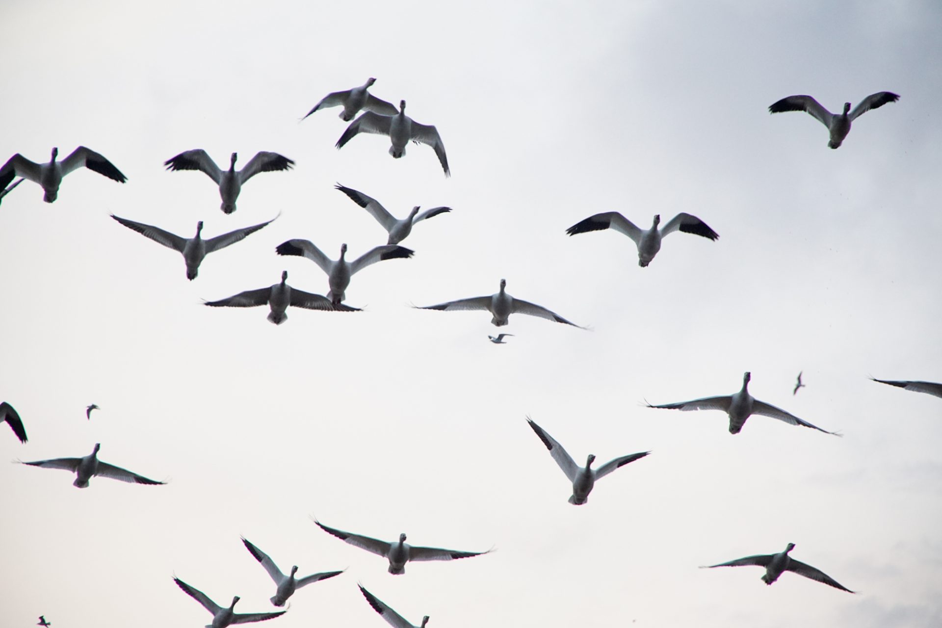 The annual snow geese migration at Middle Creek Wildlife Management Area on March 3, 2022