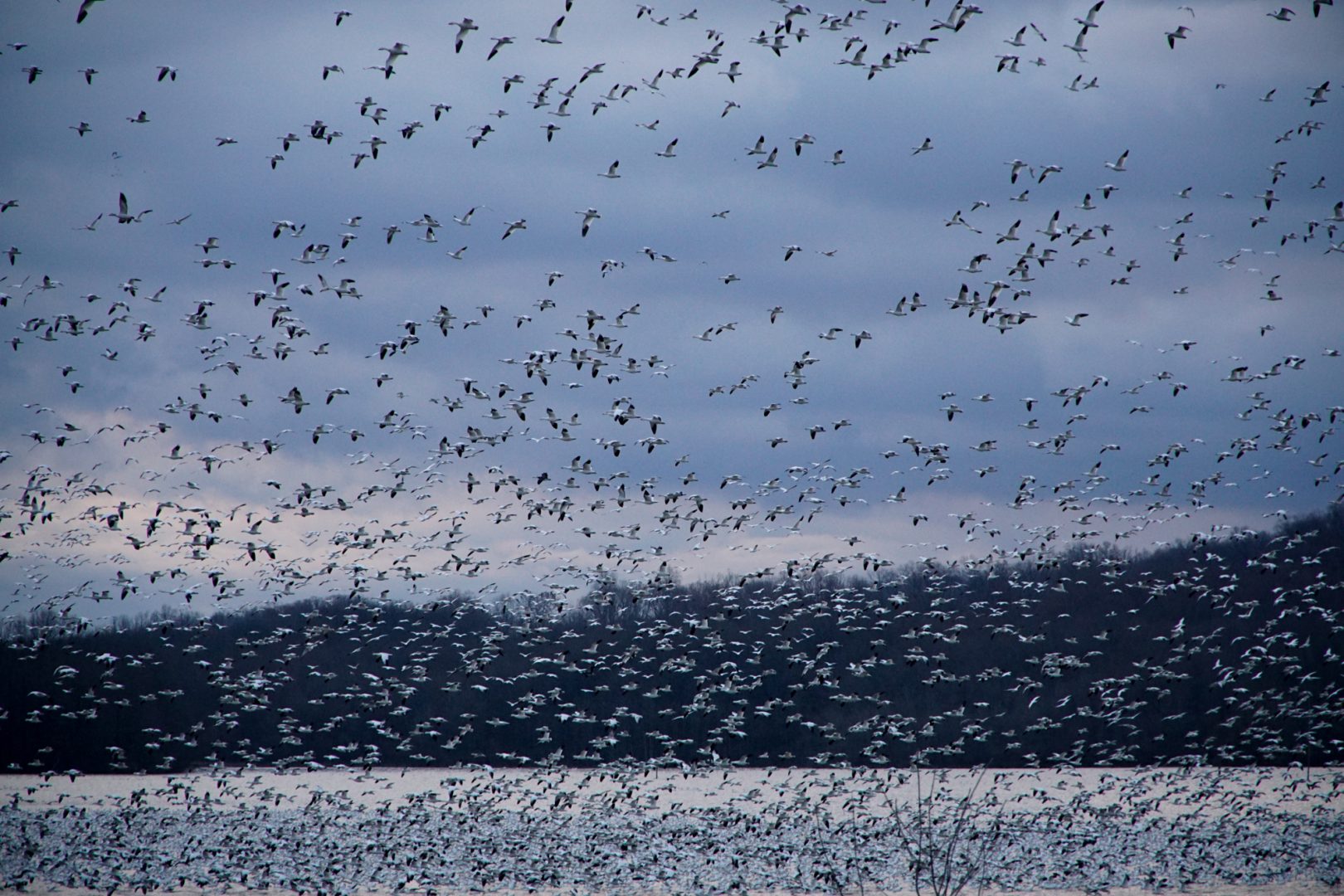 The annual snow geese migration at Middle Creek Wildlife Management Area on March 3, 2022