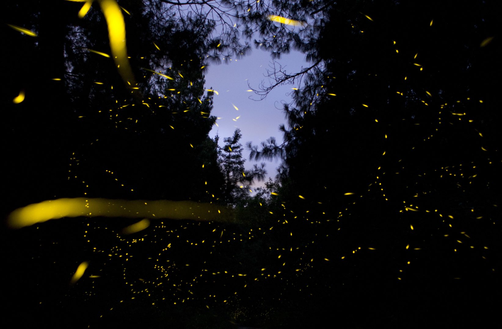 In this July 22, 2016 photo, fireflies light up a forest path inside Santa Clara Firefly Sanctuary, near Nanacamilpa, Tlaxcala state, Mexico. The fireflies appear in numbers between 8:30 and 9:30p.m. each night during the two-month season. At times, hundreds of the bioluminescent beetles will synchronize their lights, blinking on and off in perfect rhythm. 