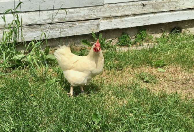 One of the egg-laying chickens from Big Maple Family Farm in Ridgway Township, Elk County. Amanda Balon says the chickens have been laying fewer eggs since noise from fans at the Bitcoin mining site increased.