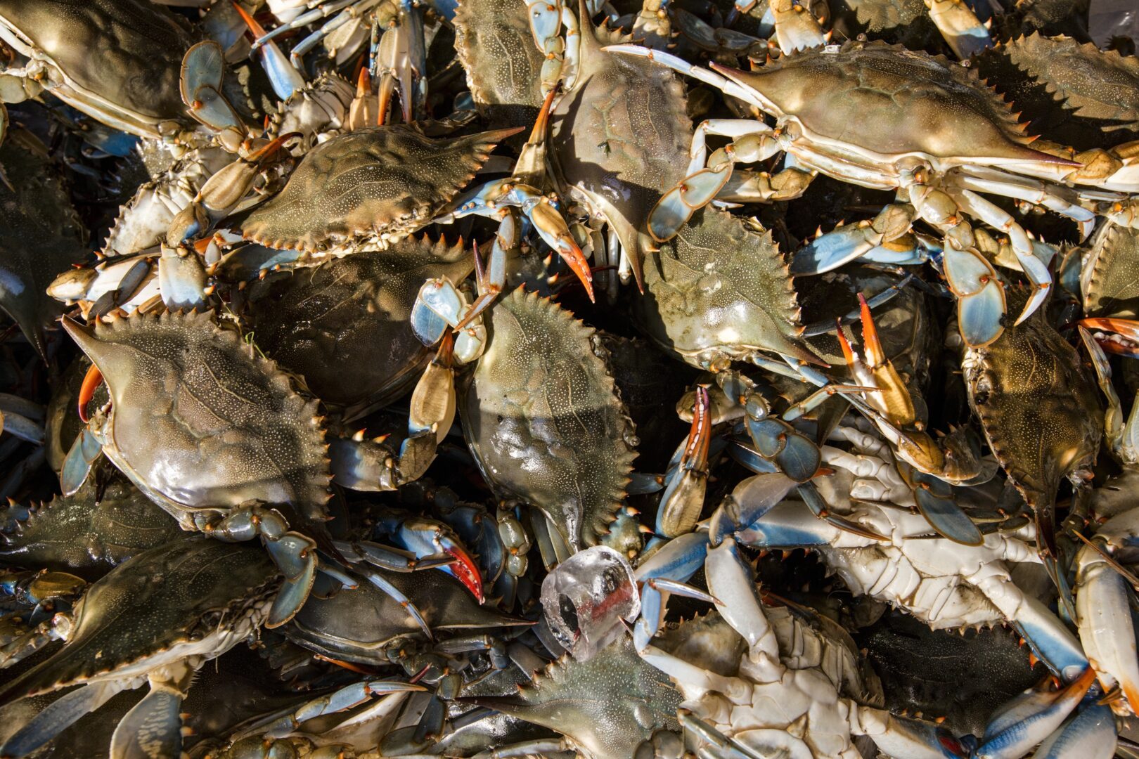 Record low numbers prompt limits on Chesapeake Bay crabbing WITF